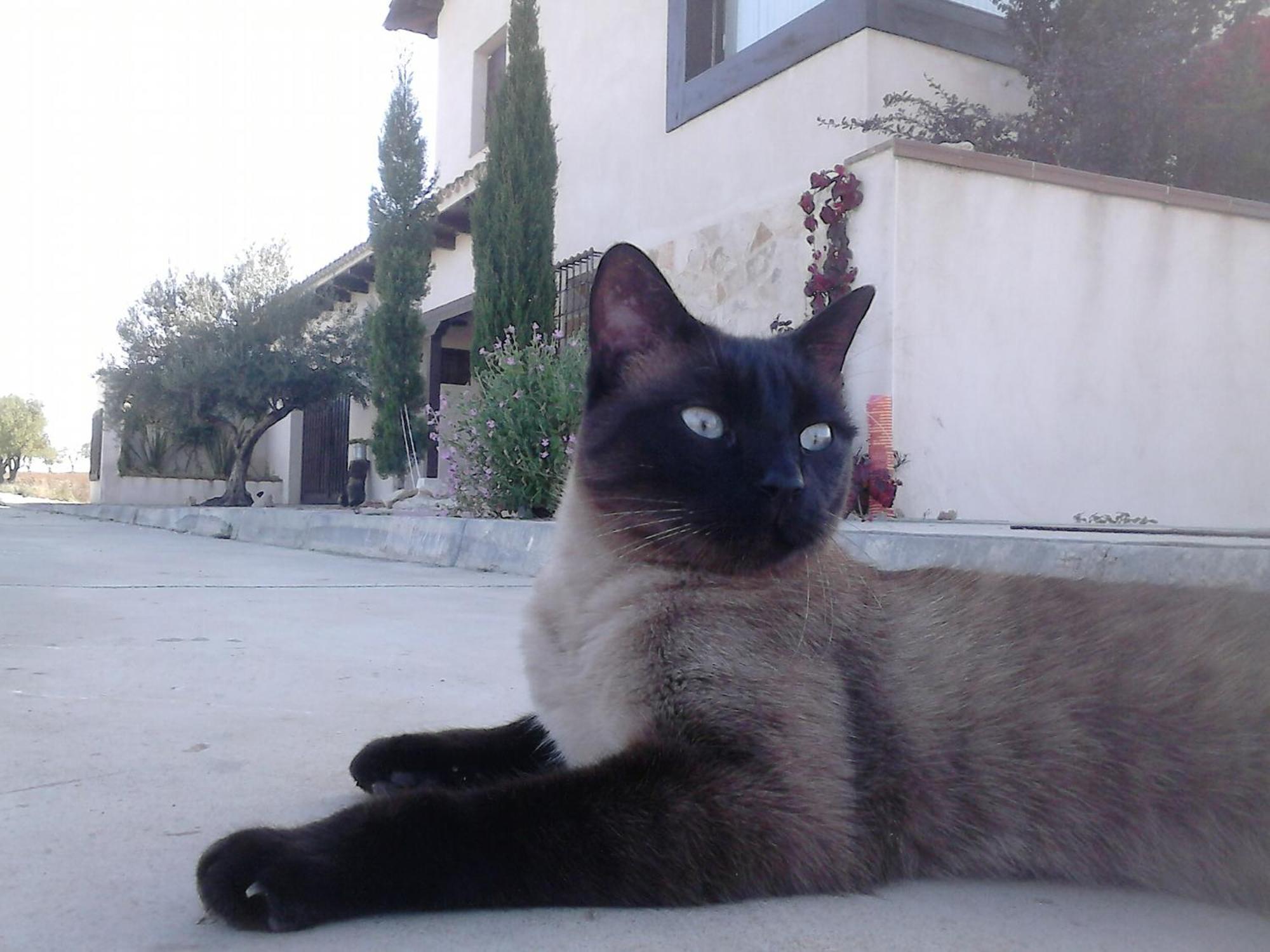 La Pena Del Gato Villa Buendia Exterior photo